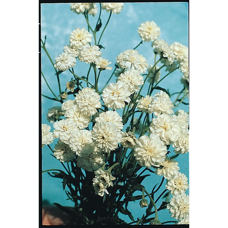 Achillea ptarmica ‘Ballerina’|2L