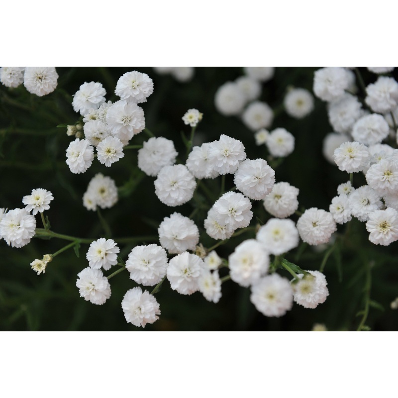 Achillea ptarmica ‘Perry’s White’