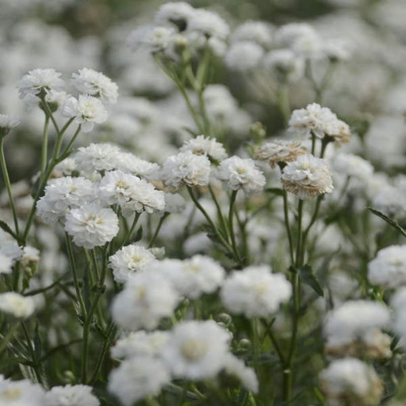 Achillea ptarmica ‘Peter Cottontail’ (PBR)