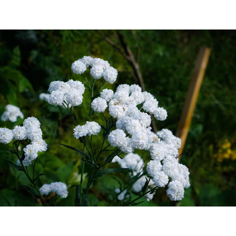 Achillea ptarmica ‘The Pearl’|2L|9cm