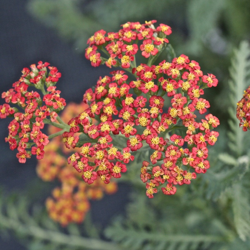 Achillea ‘Safran’|2L