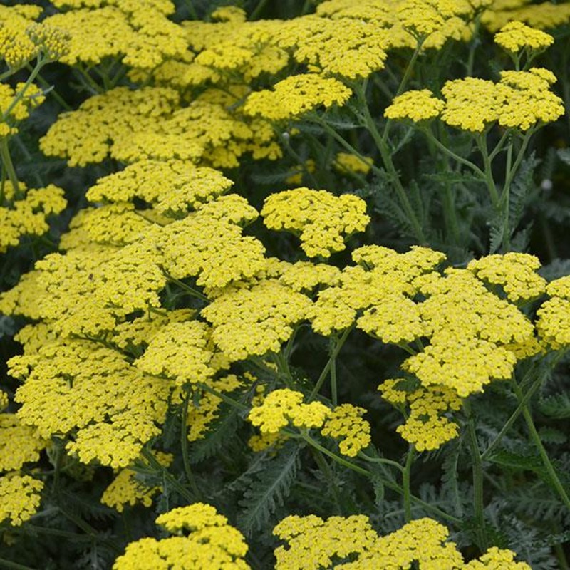Achillea ‘Sassy Summer Lemon’ (PBR)