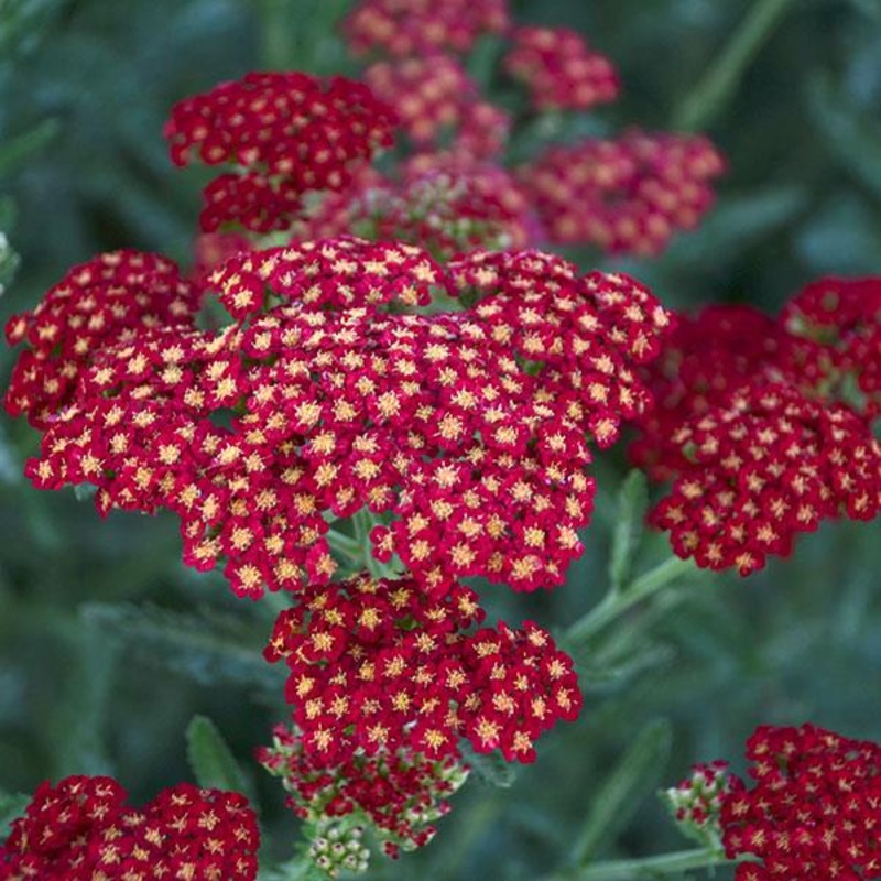 Achillea ‘Sassy Summer Sangria’ (PBR)