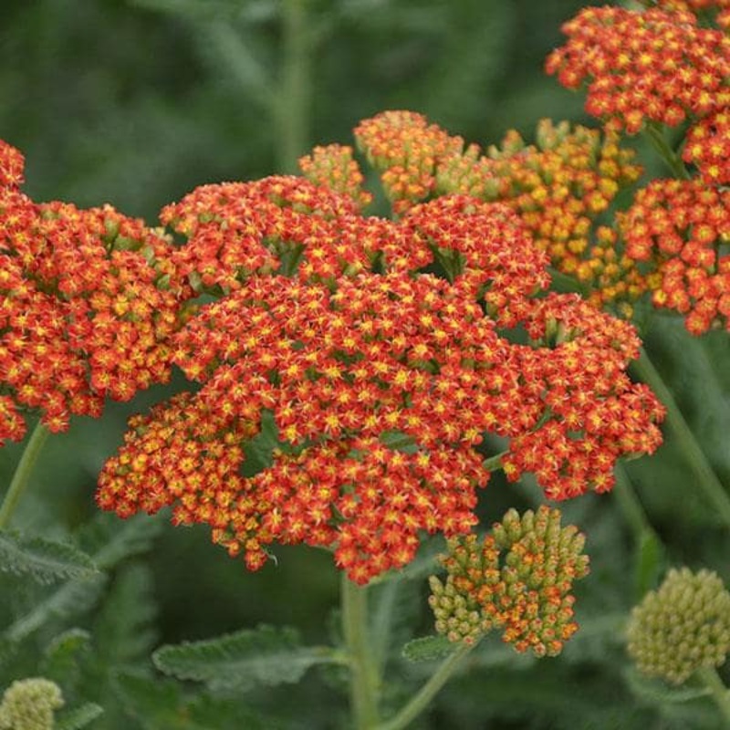 Achillea ‘Sassy Summer Sunset’ (PBR) – Ready soon