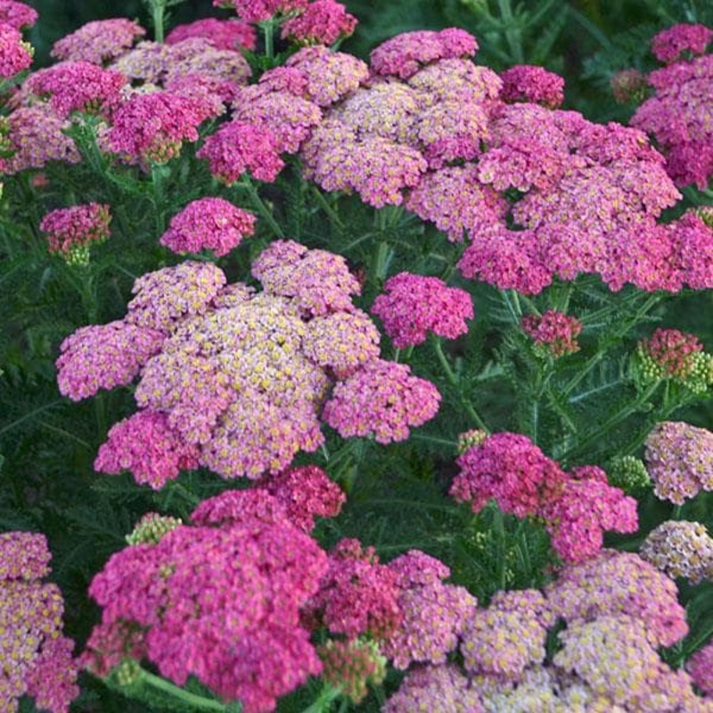 Achillea ‘Sassy Summer Taffy’ (PBR)