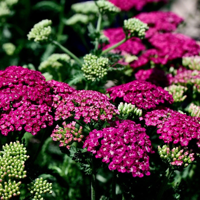 Achillea ‘Saucy Seduction’|3L