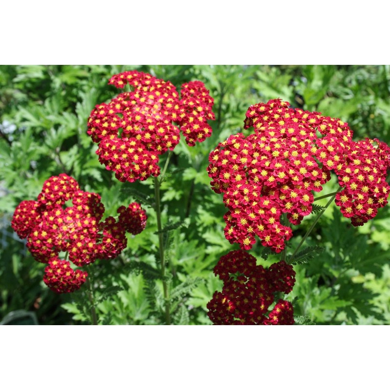 Achillea ‘Strawberry Seduction’