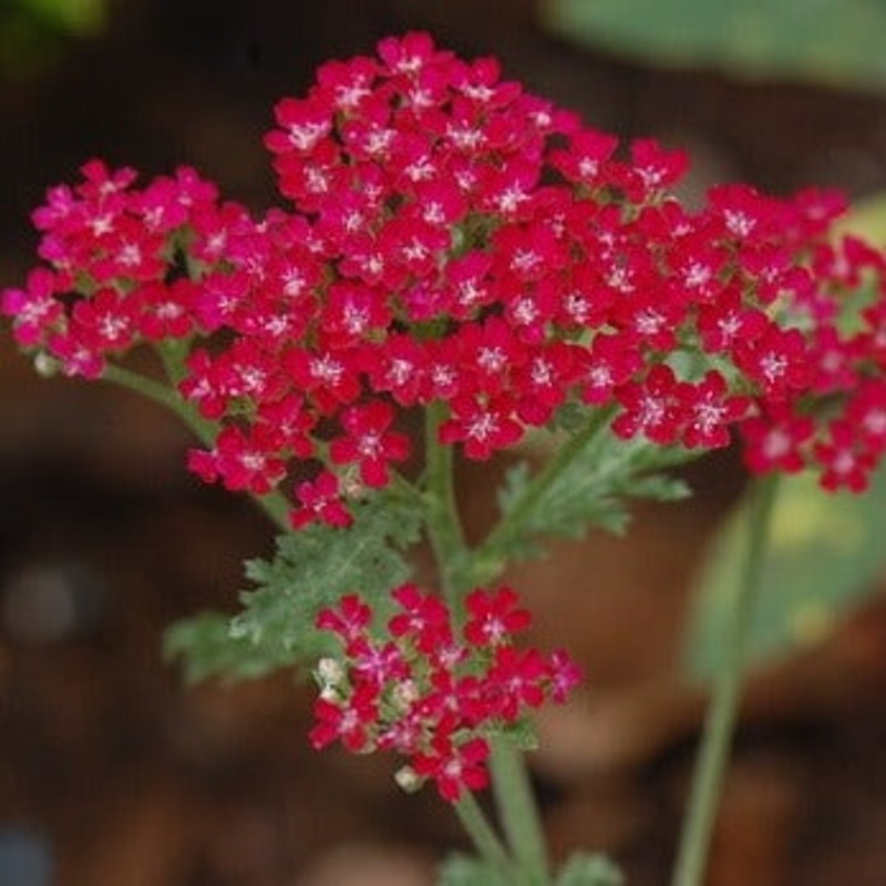 Achillea ‘Summer Wine’|2L