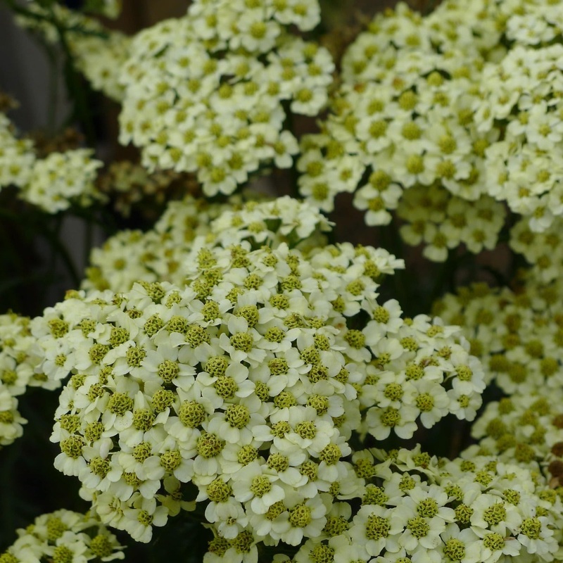 Achillea ‘Sunny Seduction’|3L