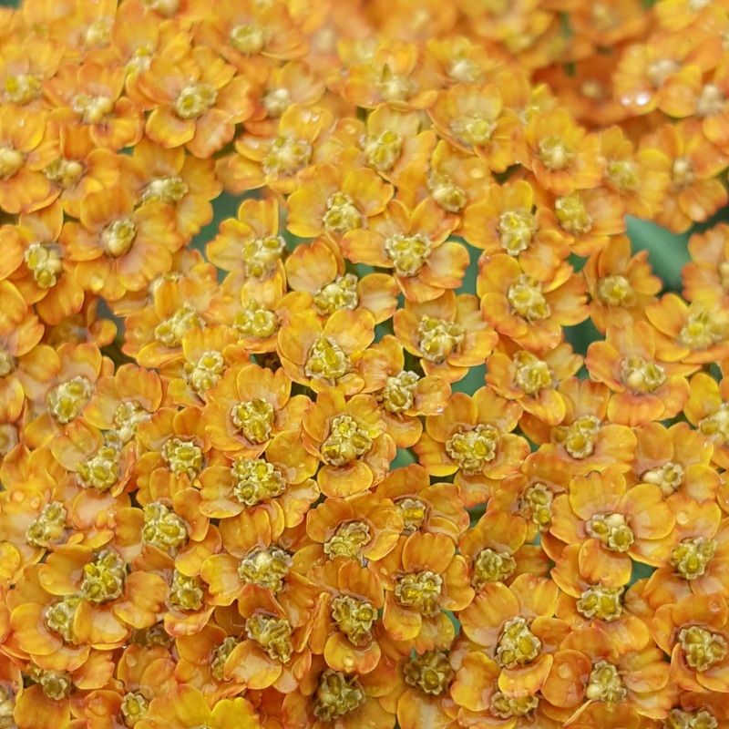Achillea ‘Terracotta’|9cm