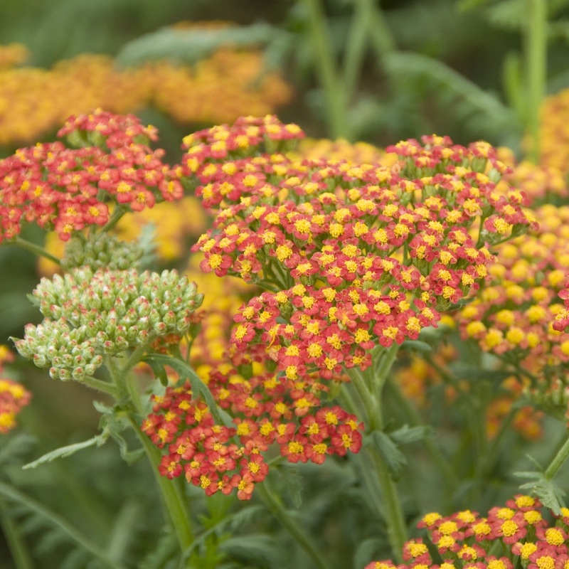 Achillea ‘Walter Funcke’|3L