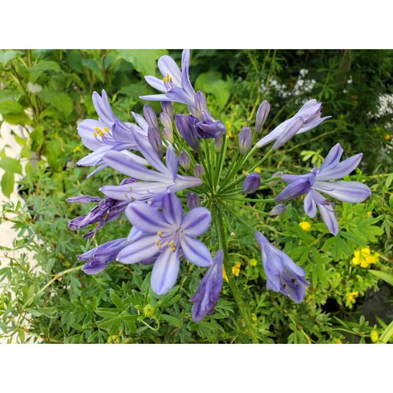 Agapanthus ‘Peter Pan’|2L