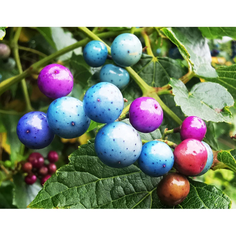 Autumn Berry Collection (Ampelopsis, Cornus, Photinia)