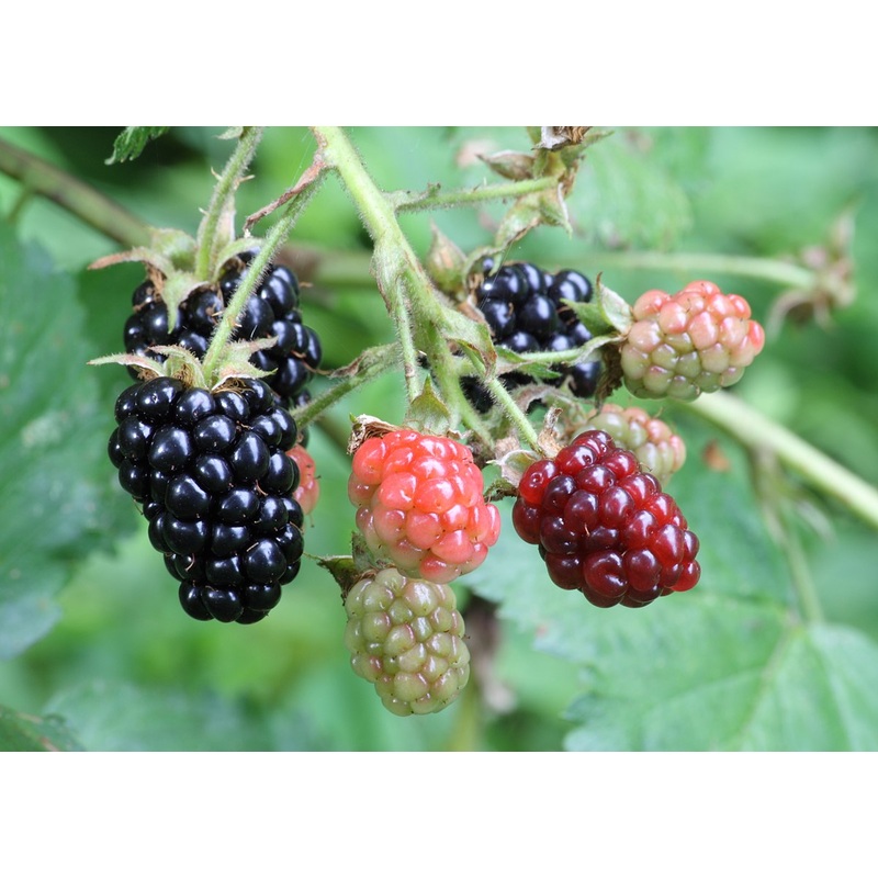 Blackberry Thornless|4L