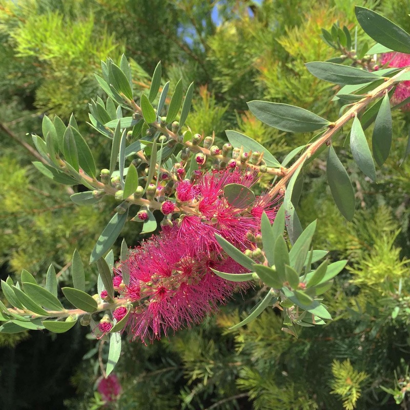 Callistemon ‘Bottle Pop Neon Pk’ – Bottle Pop Neon Pink Bottlebrush – 5 Gallon