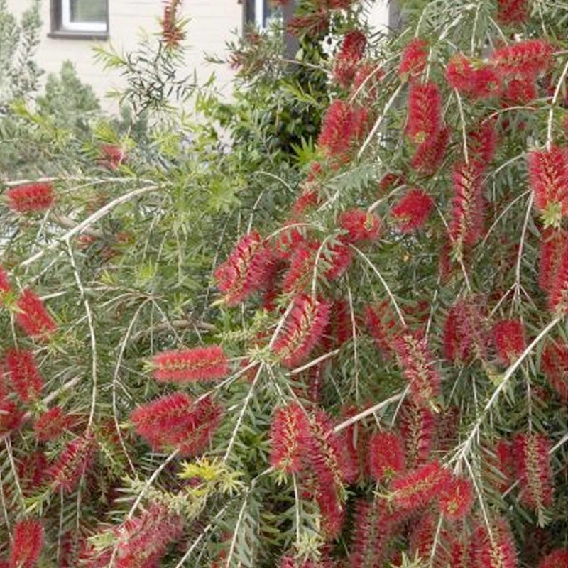 Callistemon viminalis ‘Slim’ – Slim Bottlebrush – 5 Gallon