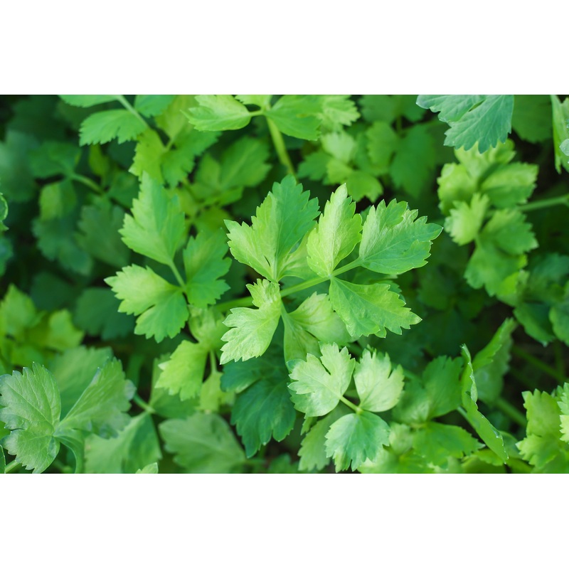 Celery leaf|9cm