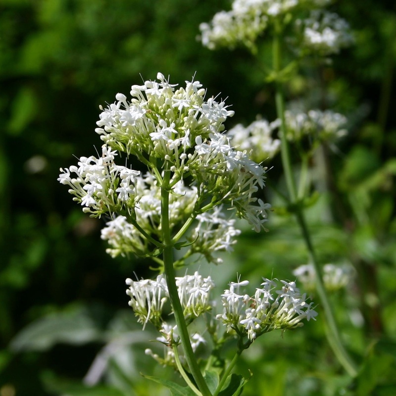 Centranthus ruber Albus|9cm