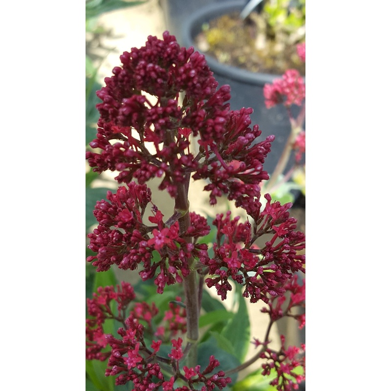 Centranthus ruber coccineus – Coming soon!