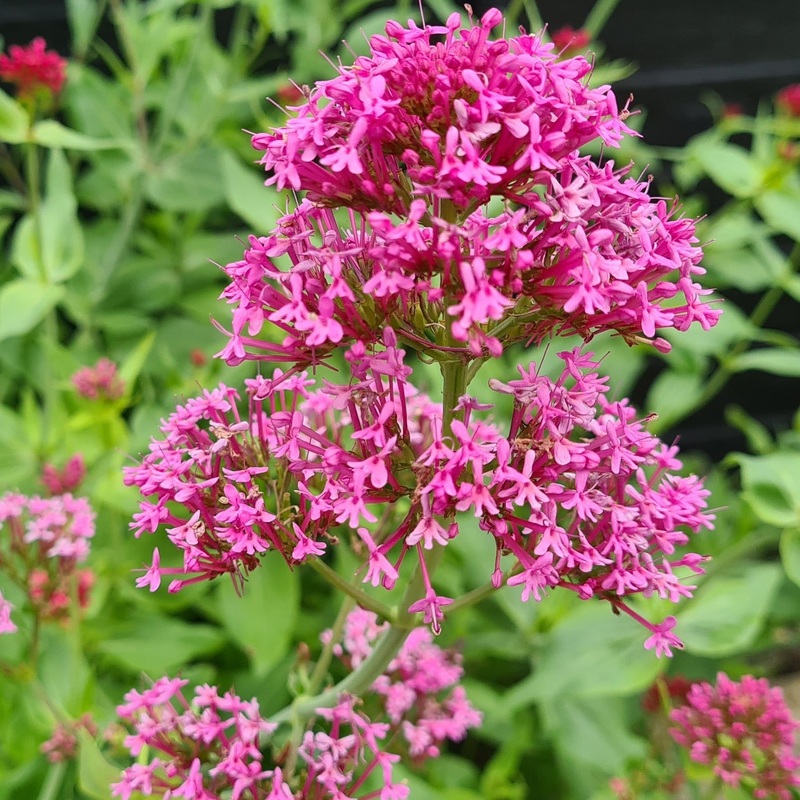Centranthus ruber coccineus (Pink Flowering) – Coming soon!