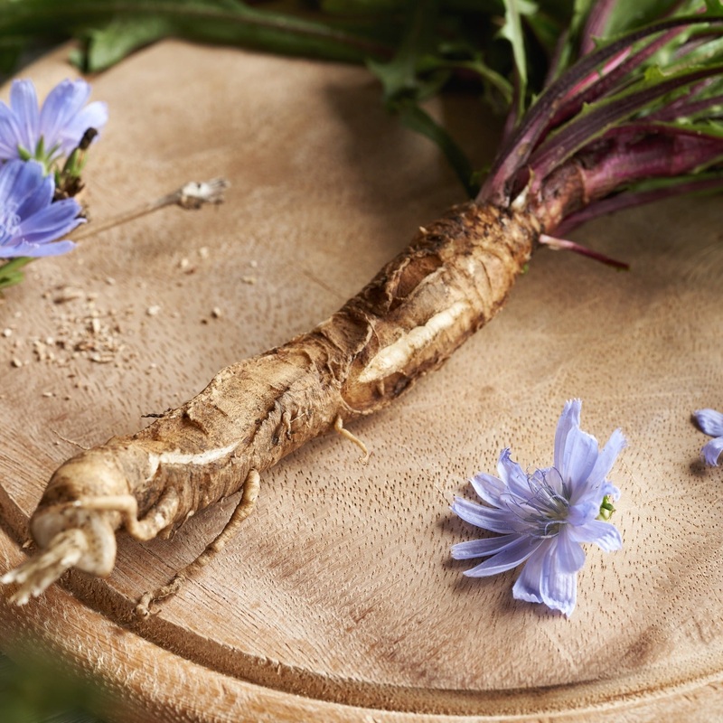 Chicory|9cm
