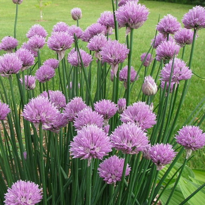 Chives|9cm|1L