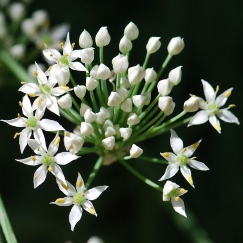 Chives Garlic|9cm