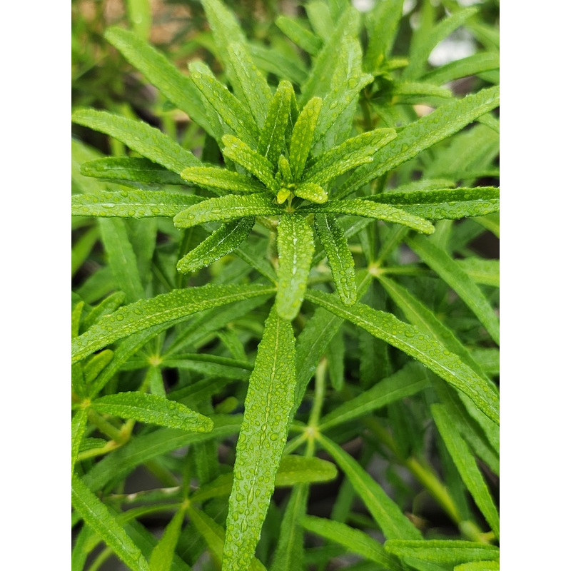Choisya ‘Scented Gem’|1.5L