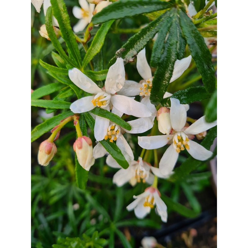 Choisya ‘White Dazzler’|2L