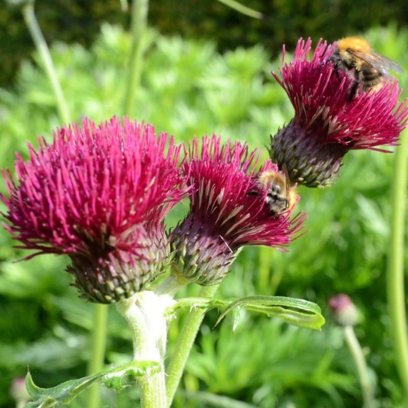 Cirsium rivulare ‘Atropurpureum’