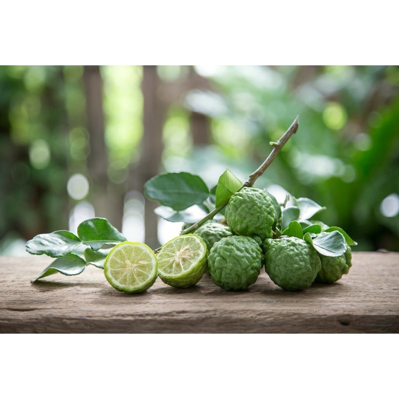 Citrus hystrix (Kaffir Lime) – Standard