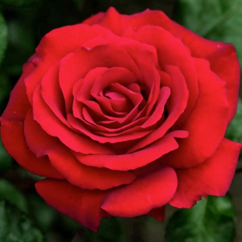 Crimson Bouquet – 15 Gallon