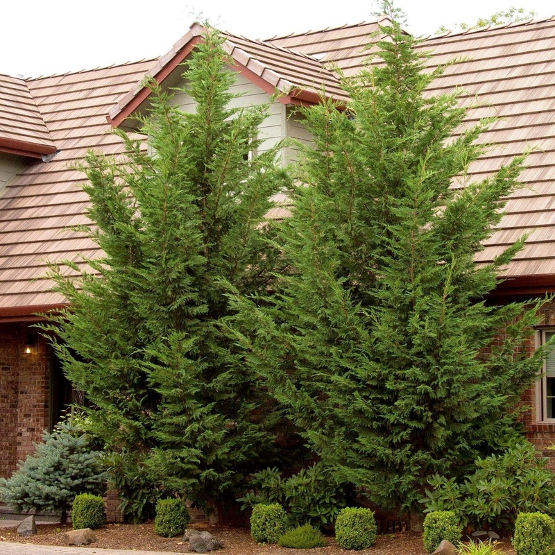 Cupressocyparis ‘Emerald Isle’ – Emerald Isle Leyland Cypress – 5 Gallon