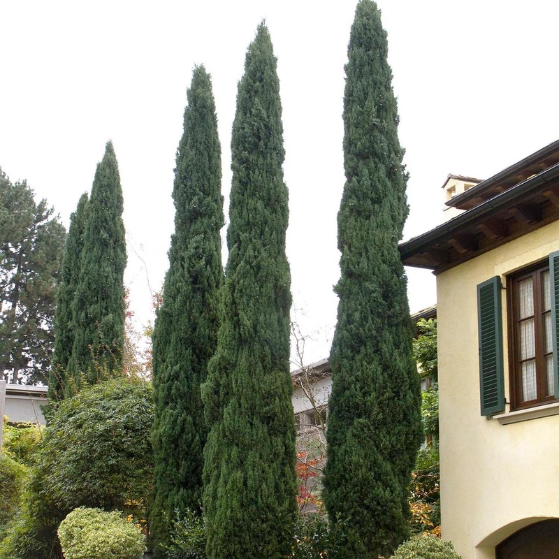 Cupressus semp. ‘Glauca’ – Blue Italian Cypress – 7 Gallon