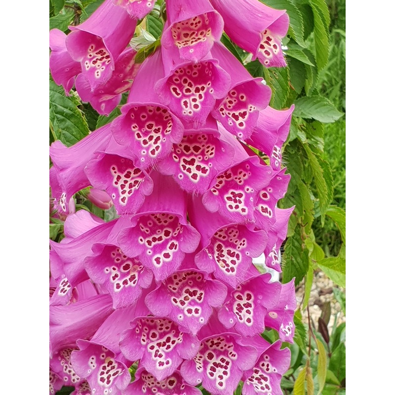 Digitalis purpurea|1L