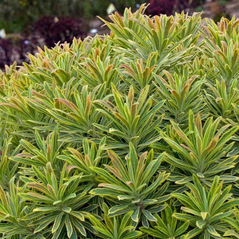 Euphorbia x martini ‘Ascot Rainbow’ (PBR)