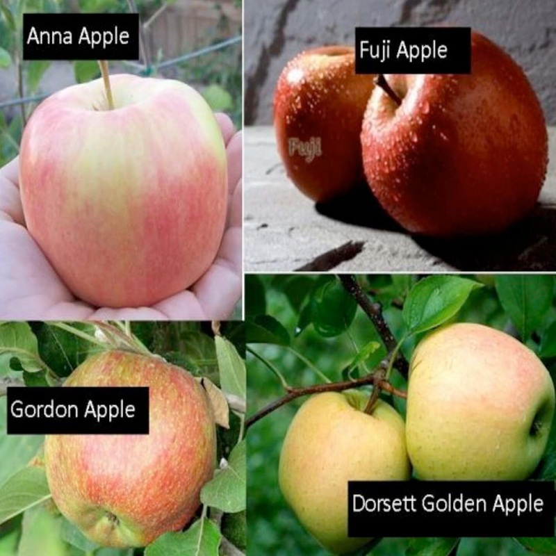 Fruit Salad – Apple Semi-Dwarf- 4 On 1 – #15 Gallon