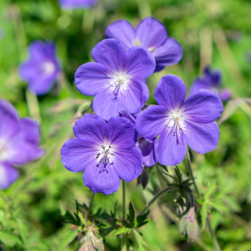 Geranium ‘Johnson’s Blue’|1L