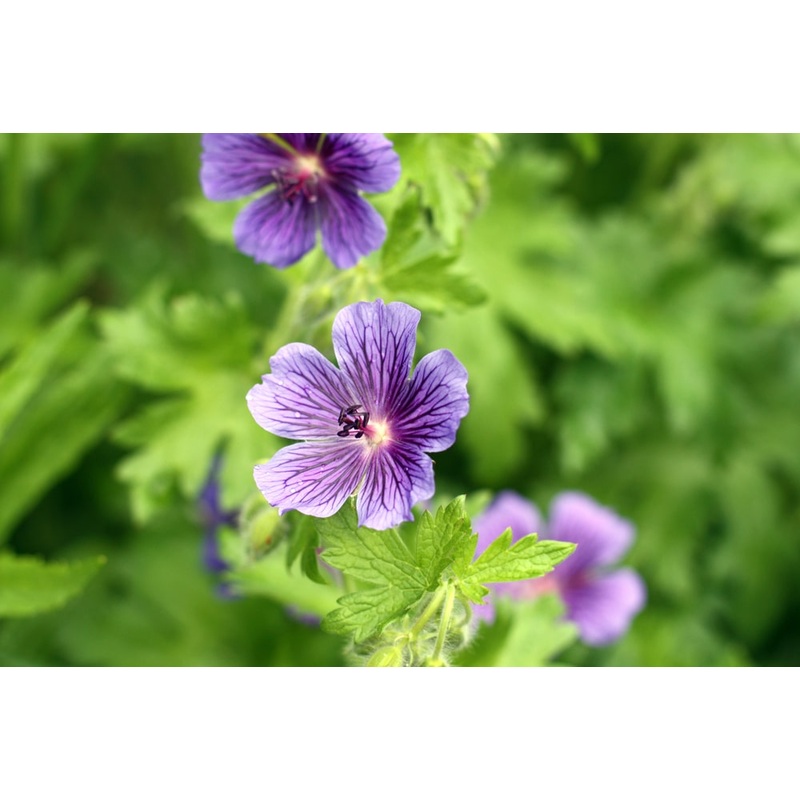Geranium x magnificum ‘Blue Blood’