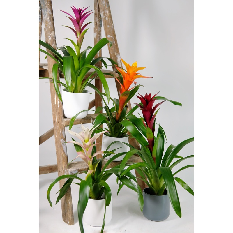 Guzmania Bromeliad|Red|Purple|Orange|Pink and white