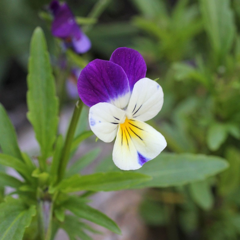 Heartsease|9cm