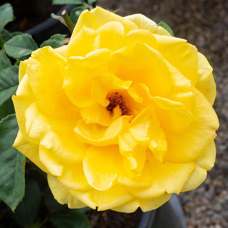 Henry Fonda – 15 Gallon