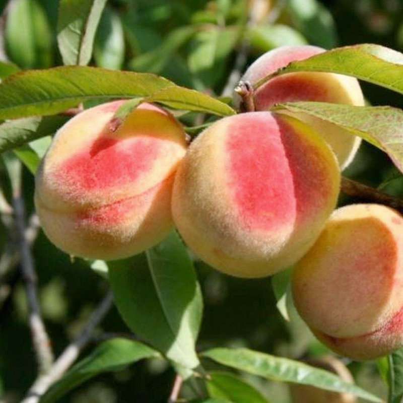 Honey Babe Miniature Peach – 7 Gallon