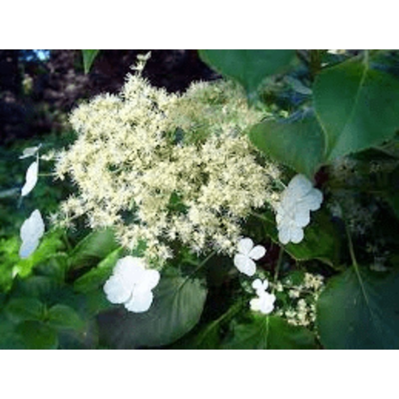 Hydrangea anomala subsp. petiolaris