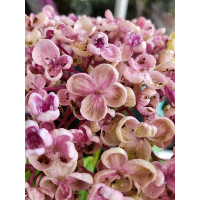 Hydrangea macrophylla ‘Ayesha Pink’