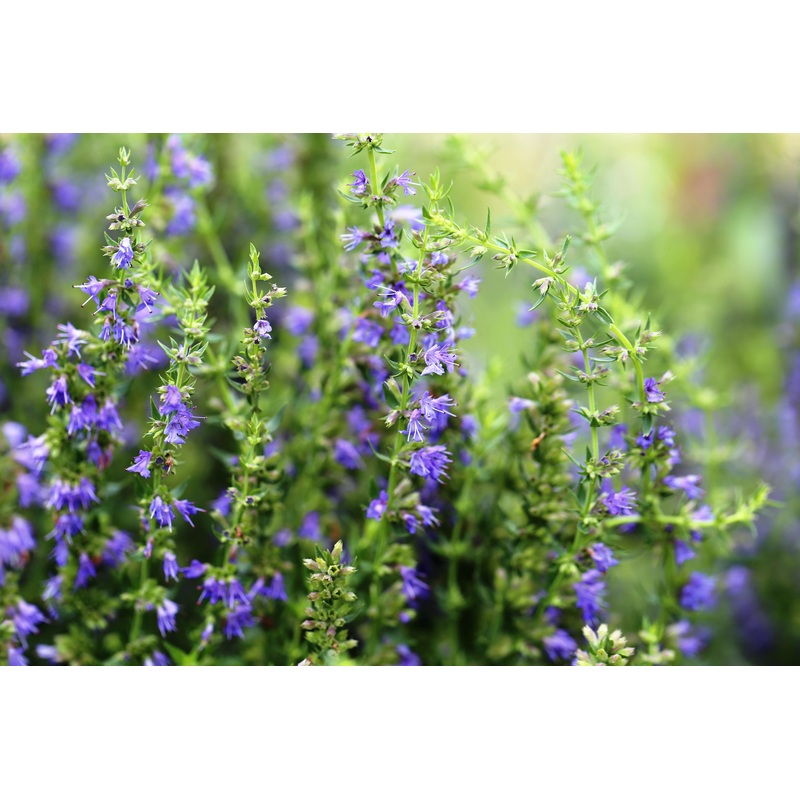 Hyssop|9cm