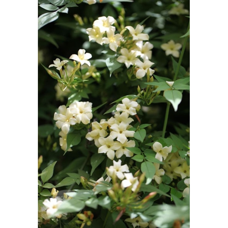 Jasminum officinale ‘Clotted Cream’