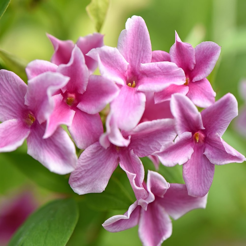 Jasminum  x stephanense ‘Starry Starry Summer Scent’ – Ready soon