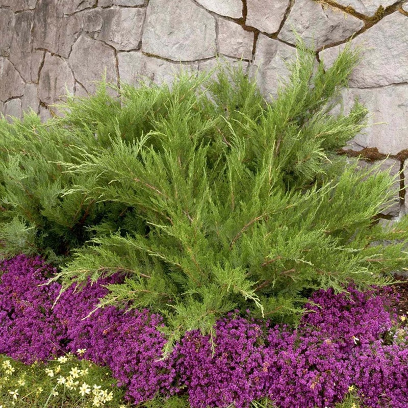 Juniperus chin. ‘Mint Julep’ – Mint Julep Juniper – 1 Gallon