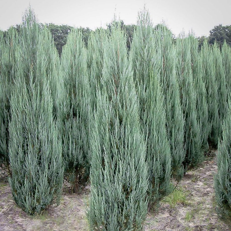 Juniperus scop. ‘Blue Arrow’ – Blue Arrow Juniper – 15 Gallon